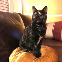 Lost Pet Image