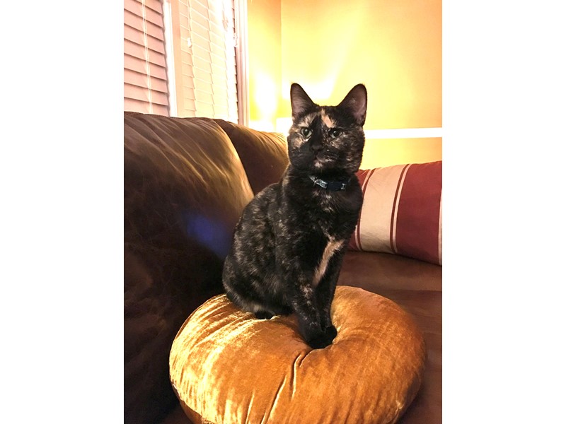 Pet Photo