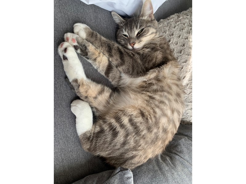 Pet Photo