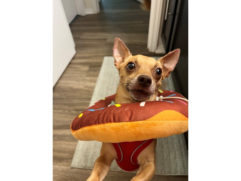 Pet Photo