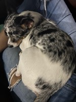 Pet Photo