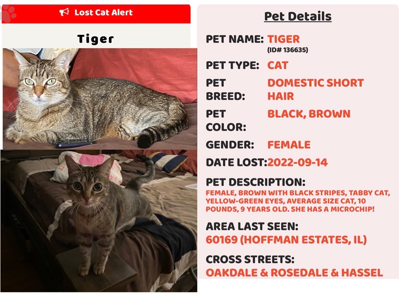 Pet Photo