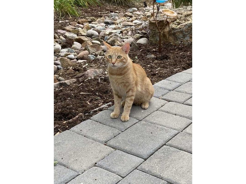 Pet Photo