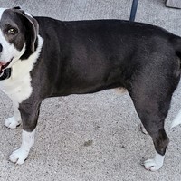 Lost Pet Image