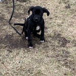 Bailey, Pit Bull, lost pet near Danville, VT