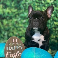 Lost Pet Image