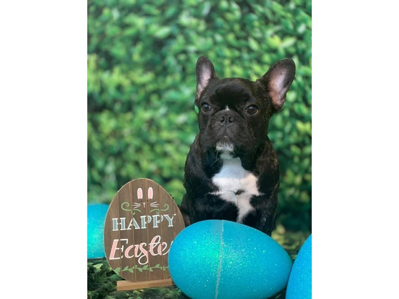 Pet Photo