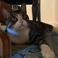 Lost Pet Image