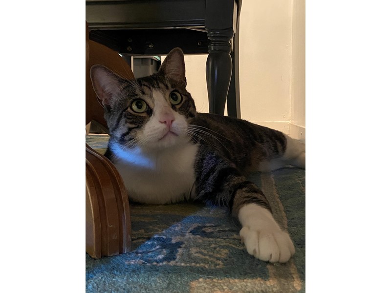 Pet Photo