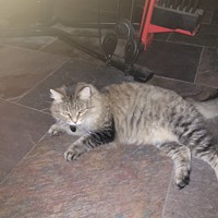 Lost Pet Image