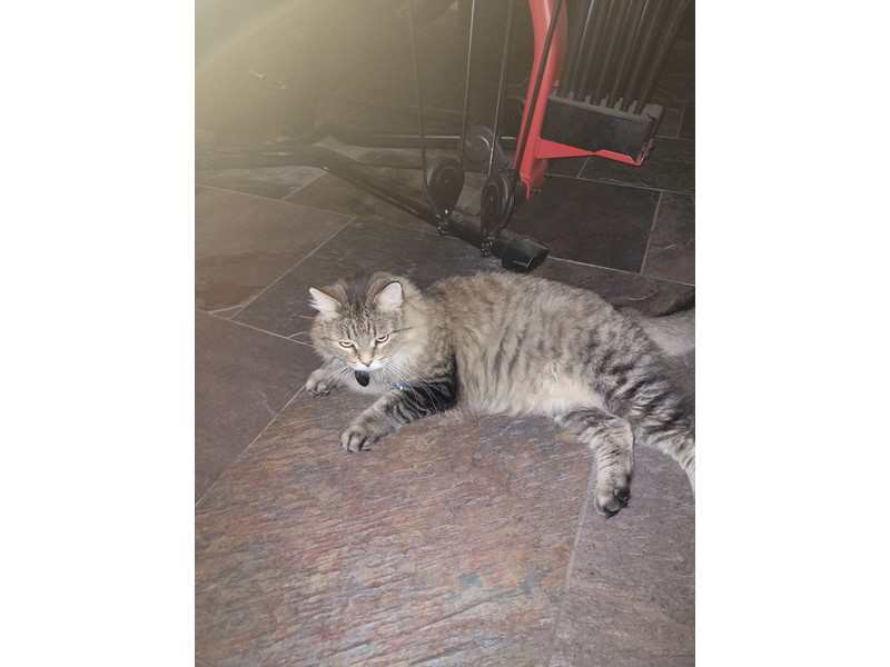 Pet Photo