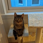 Jersey, Tabby, lost pet near Brick, NJ