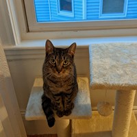 Lost Pet Image
