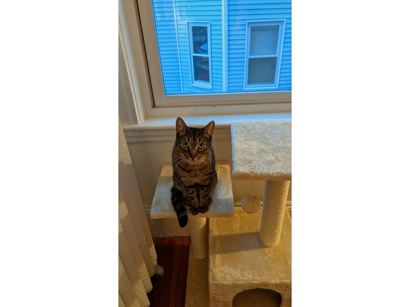 Pet Photo
