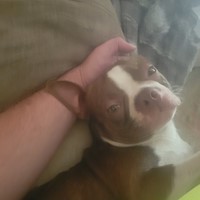 Lost Pet Image