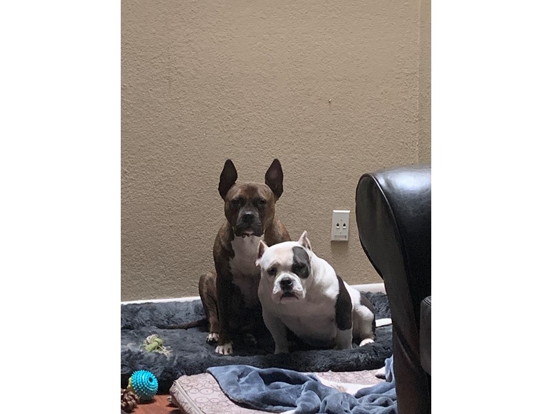 Pet Photo