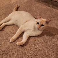 Lost Pet Image