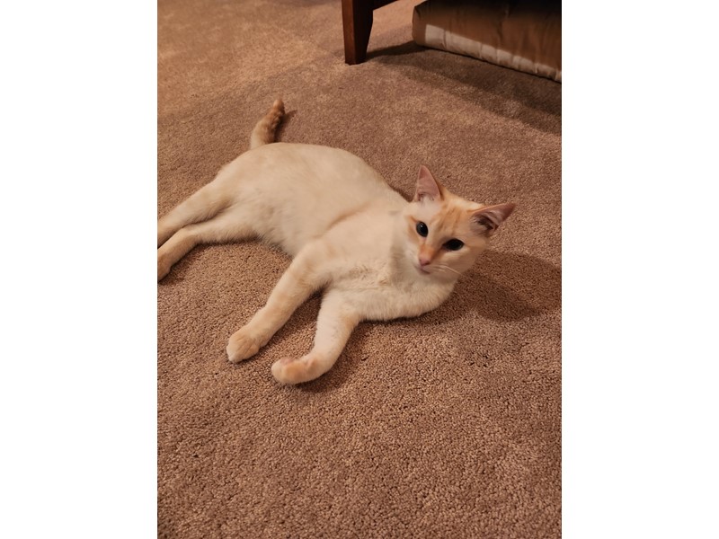 Pet Photo
