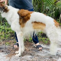 Lost Pet Image