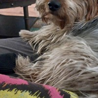 Lost Pet Image