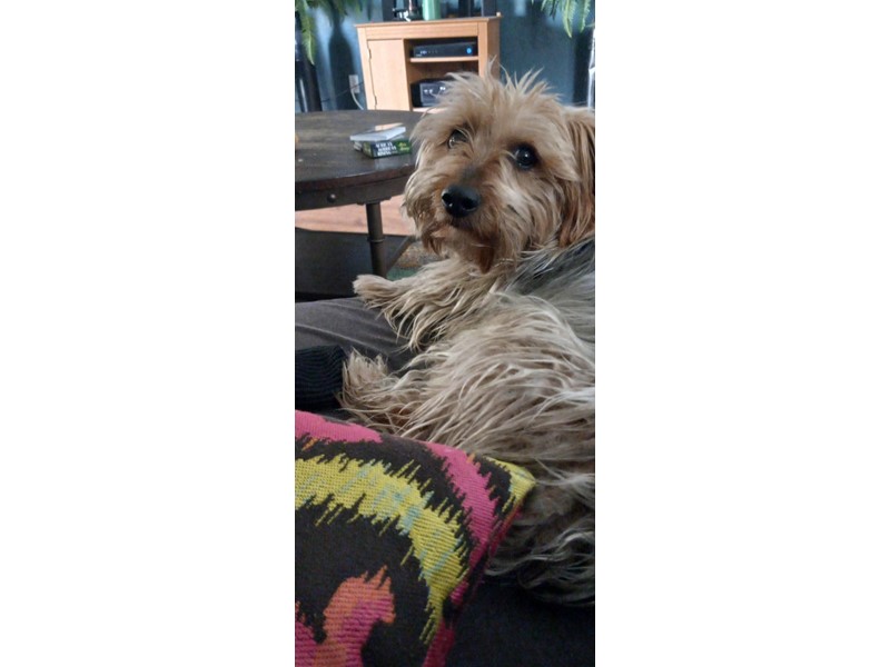 Pet Photo
