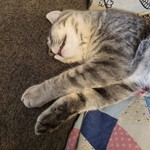 Moo Shu, Domestic Short Hair, lost pet near New Ipswich, NH