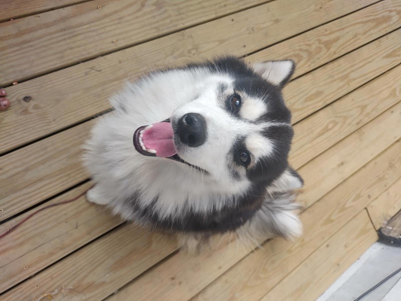 Pet Photo