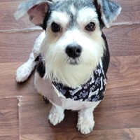 Lost Pet Image