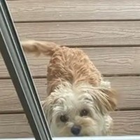 Lost Pet Image