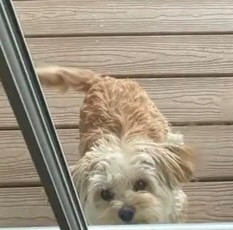 Pet Photo