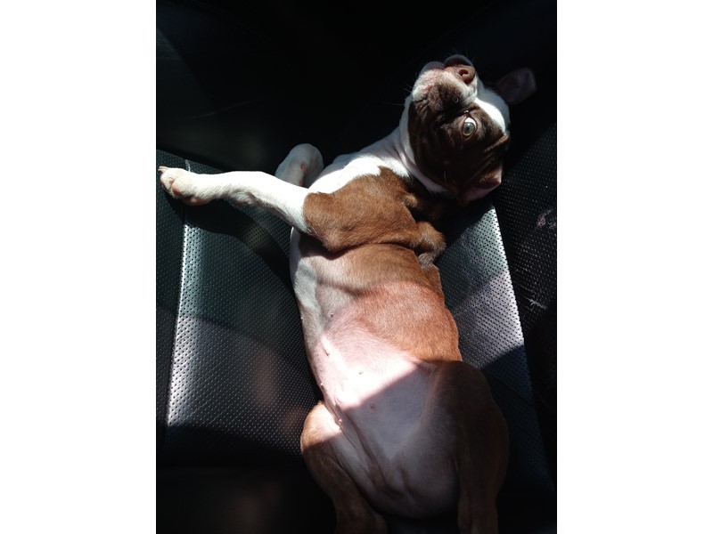 Pet Photo