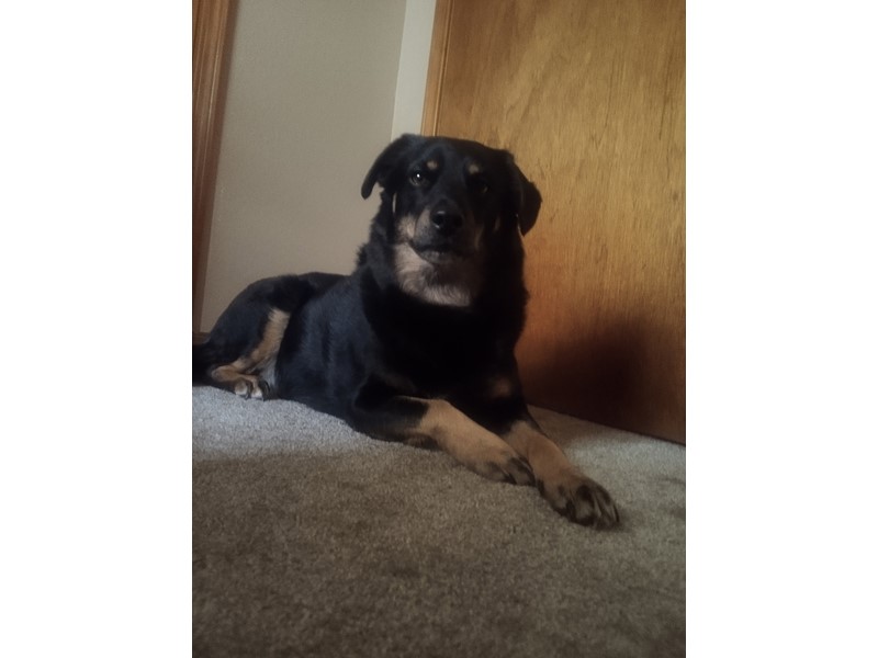 Pet Photo