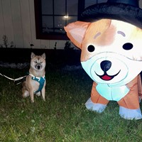 Lost Pet Image
