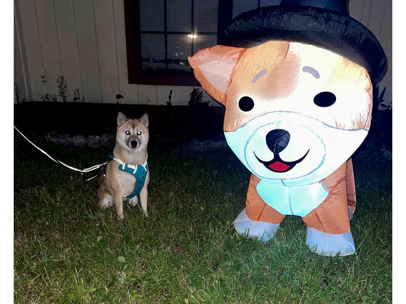 Pet Photo