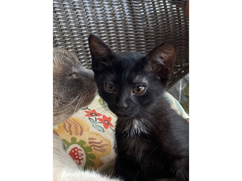 Pet Photo
