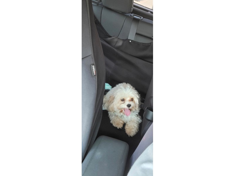 Pet Photo