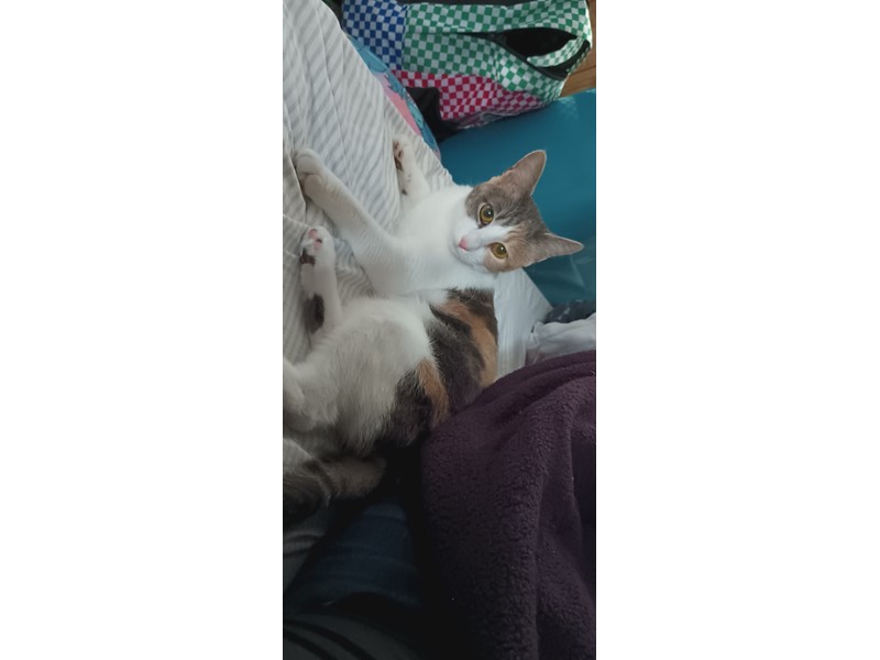 Pet Photo
