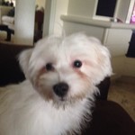 Bentley, Havanese, lost pet near Palm Springs, FL