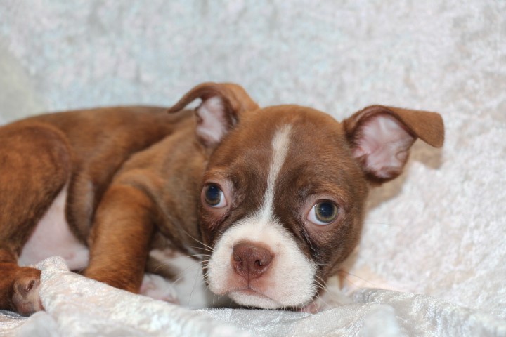 Pet Photo