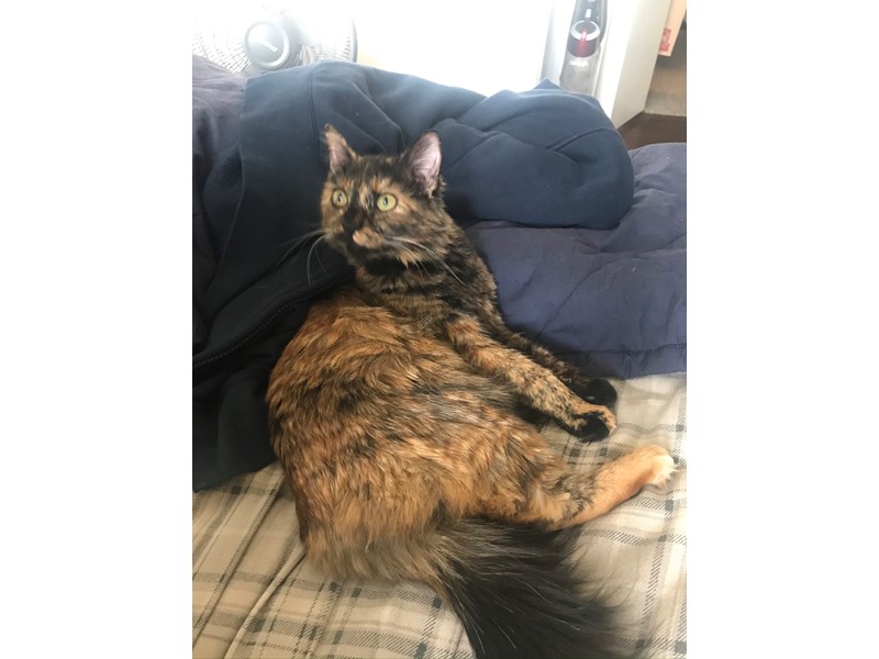 Pet Photo