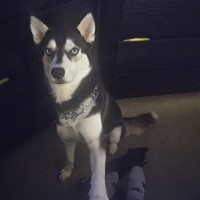 Lost Pet Image