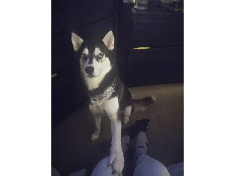 Pet Photo