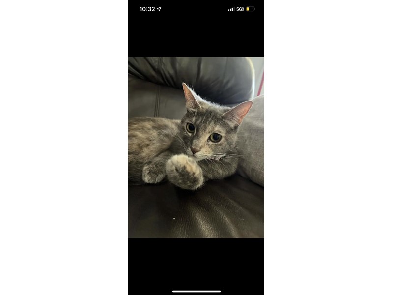 Pet Photo