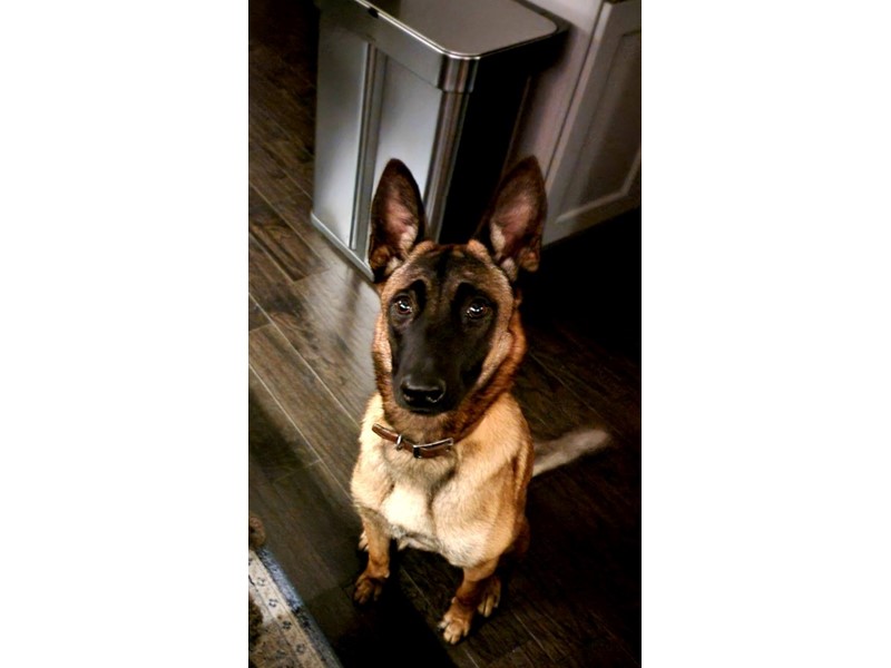 Foxy is missing in Carol Stream, Illinois 60197 Petkey