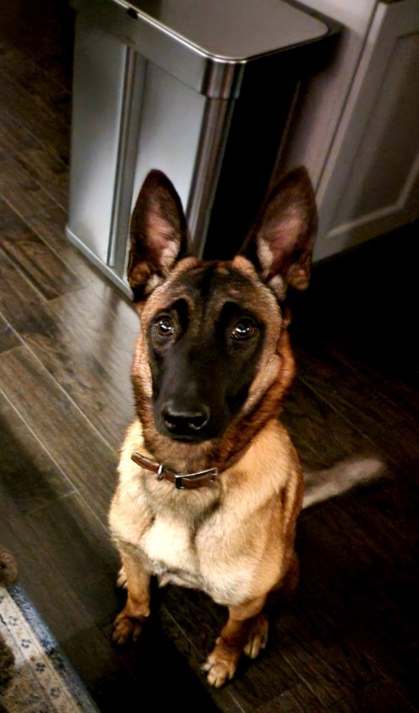 Foxy is missing in Carol Stream, Illinois 60197 Petkey