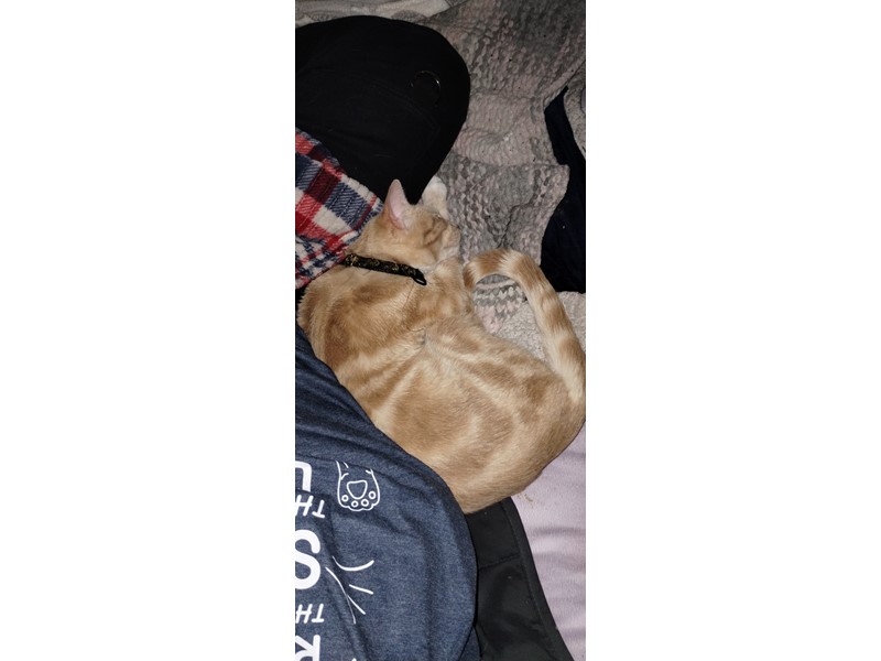 Pet Photo