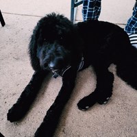 Lost Pet Image