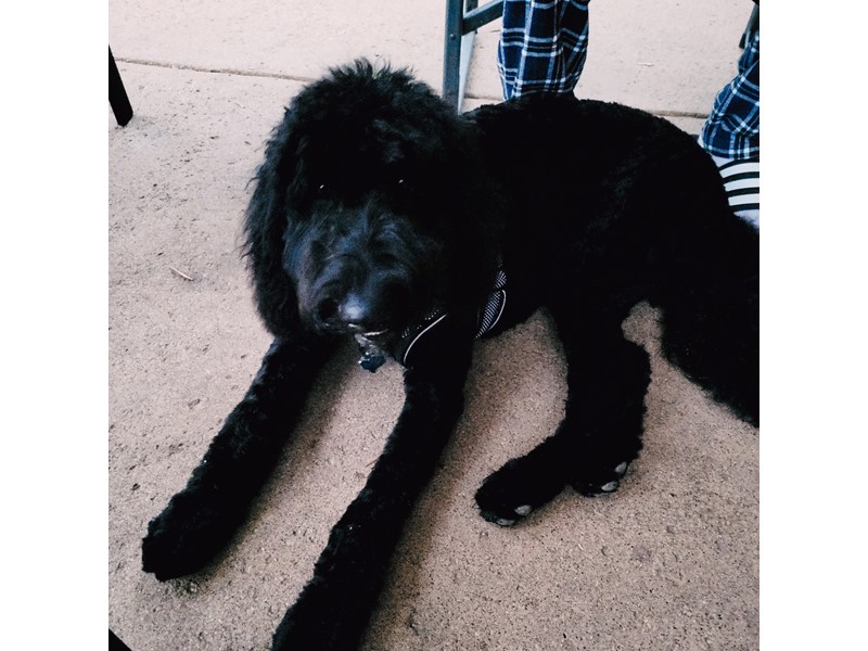 Pet Photo