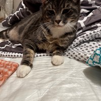Lost Pet Image