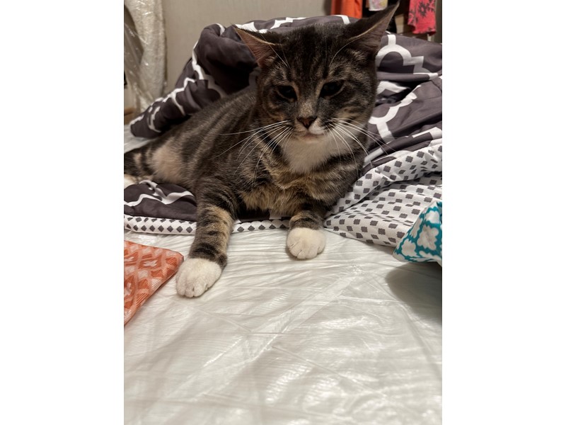 Pet Photo